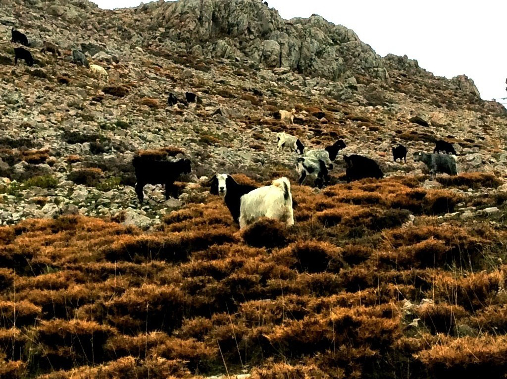 Keçi suru 